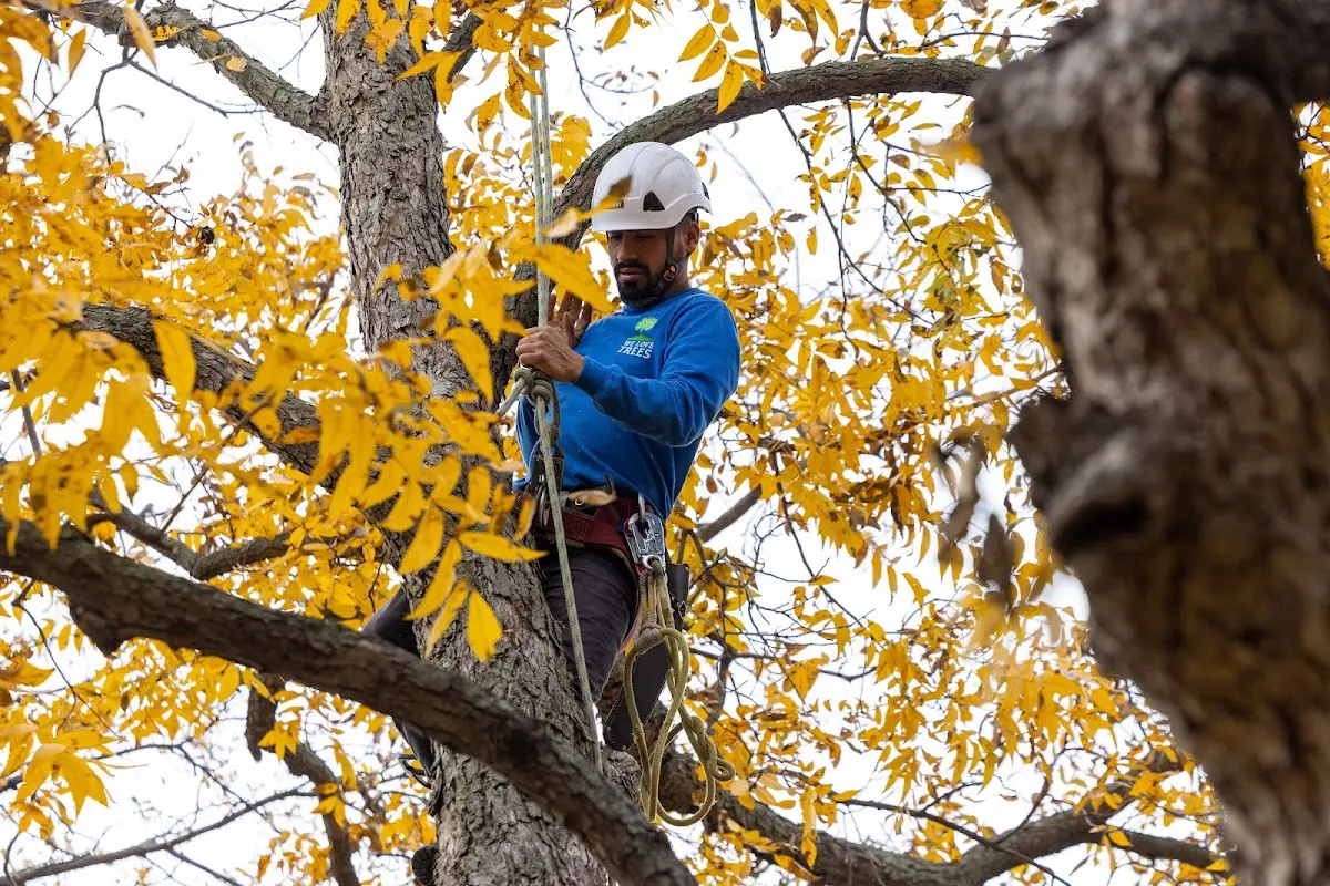 Skilled Dead Tree Removal crew working in Gunter
